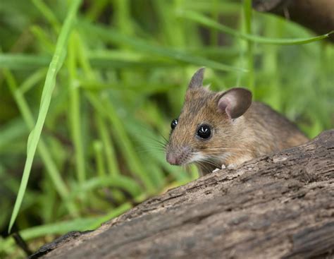 Landwirt muss Ordnungsgeld für falsches Mähen zahlen | agrarheute.com