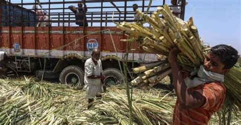 Govt approves Sugar export policy for evacuation of surplus stocks