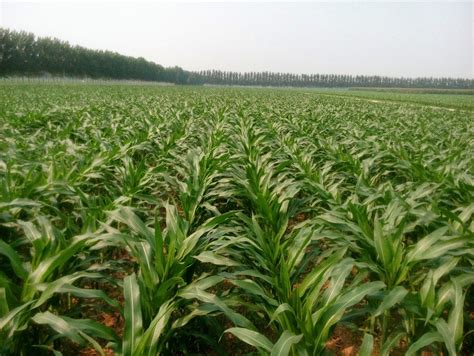 玉米一亩地大概能产量多少？ - 农业种植网