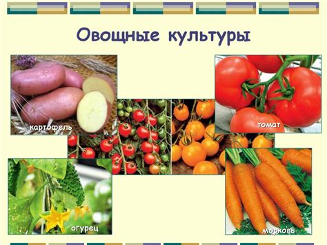 Многообразие культурных растений. 5 класс - презентация онлайн