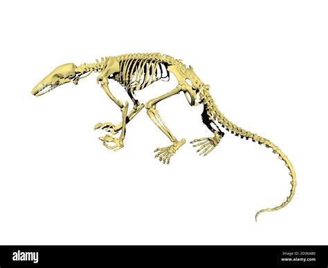 Do Rats Have Bones at Vaughn Josephs blog