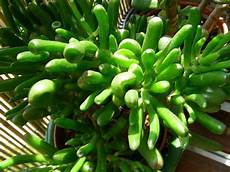 plante grasse plantes grasses les photos de ba 239 lili plante grasse plantes grasses les photos de ba 239 lili