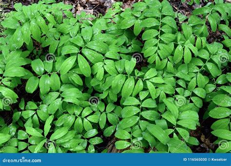 Wet, Green Leaves of a Large Group of Smooth Solomon`s Seal Plants ...