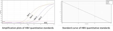 Hepatitis B Virus HBV