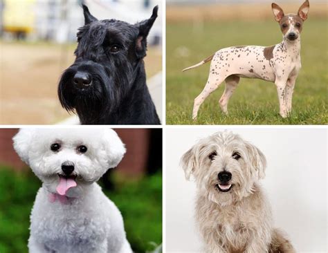 List of Hypoallergenic Dogs [The Ultimate Guide] - Labradoodles & Dogs ...