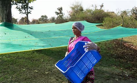 Wild Harvest India - Food Grade Mahua