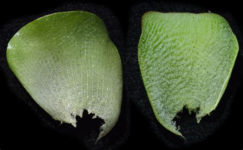 Salvinia Ség. | Plants of the World Online | Kew Science