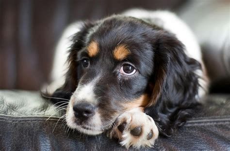 Hookworms in Dogs - Symptoms, Causes, Diagnosis, Treatment, Recovery ...