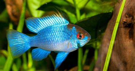 Ramirezi: todo lo que debes saber sobre este precioso pez de pecera