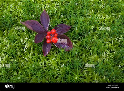 Image result for CSS Dark Color Code