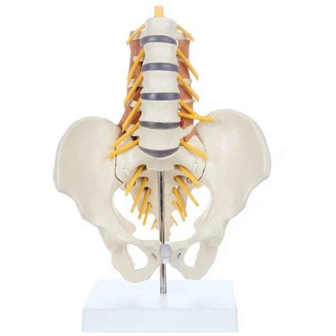 Human Anatomical Models - Advanced Internal and External Male Organs ...