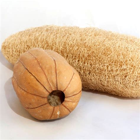 Luffa Sponge Gourd seeds | The Seed Collection