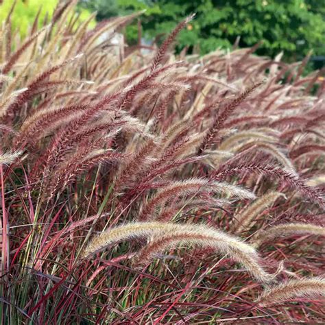 Red Fountain Grass (Pennisetum Setaceum Rubrum) - Plant – Lalit Enterprise