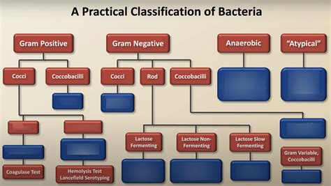 Image result for Types of Bacteria Classification