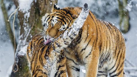 Download wallpaper 1920x1080 amur tiger, snow, baby, big cat, predators ...