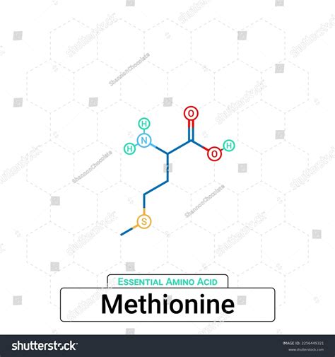 Methionine Chemical Structure Essential Amino Acid Stock Vector (Royalty Free) 2256449321 ...