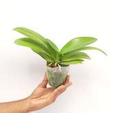 New Arrivals! – Orchid-Tree