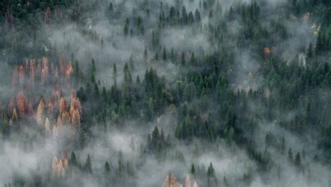 Download wallpaper 960x544 forest, trees, fog, aerial view, nature ...