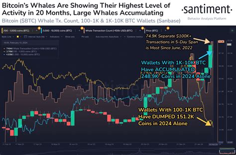 By The Numbers: How Much Bitcoin Did Whales Buy In 2024?