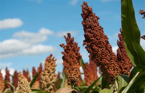 Jowar vs Bajra for Diabetes – Muditam Ayurveda