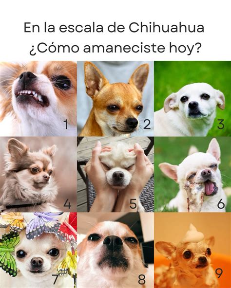 Pancho Cavero | En la escala de Chihuahua del 1 al 9… ¿Cómo amaneciste ...