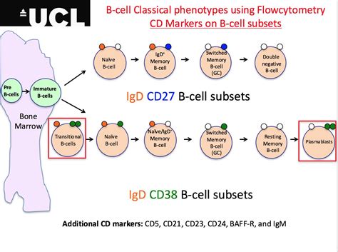 Memory B Cell Markers