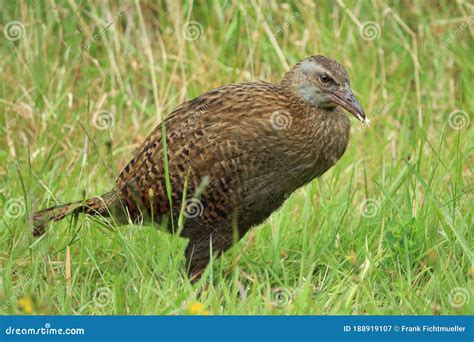 Weka (Gallirallus Australis) a Flightless Bird Native To New Zealand ...