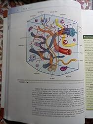 difiore’s Atlas of Histology with Functional Correlations, 13ed ...