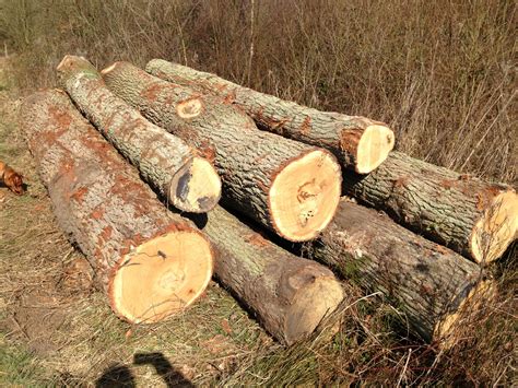 Image result for Wood Tree Tutorial