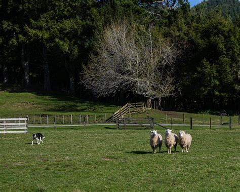"Three Sheep and a Watchful Friend" – Artbalcao