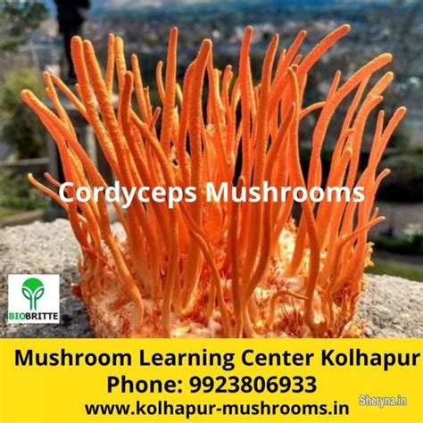Cordyceps Mushroom Cultivation training in Mumbai | Other Businessesfor ...
