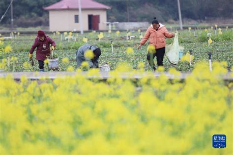 奏响春天的序曲——甘肃省春季农业生产和春耕备耕工作掠影_手机新浪网