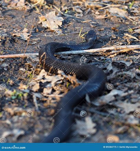 Black Dangerous Snake at Forest at the Leaves Vertical Stock Image ...