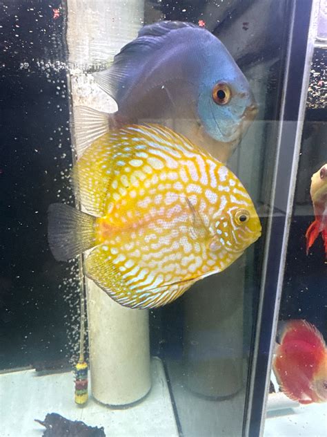 Yellow Checkerboard Discus 的图像结果