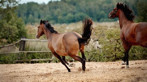 Dun Horse Color, Breeds, And Traits: A Guide With Pictures