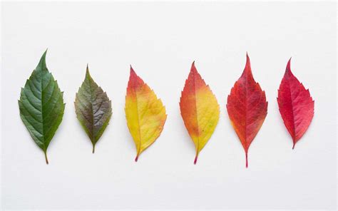 Why do leaves change color? Fall foliage, explained - City of Spokane ...