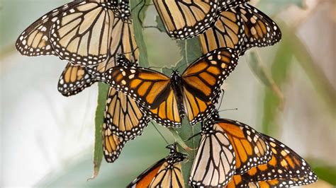 monarch butterfly monarch black brown butterflies leaves macro ...