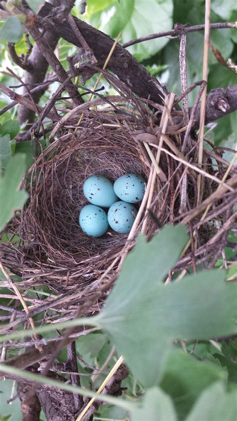 Sparrow Eggs in a Nest
