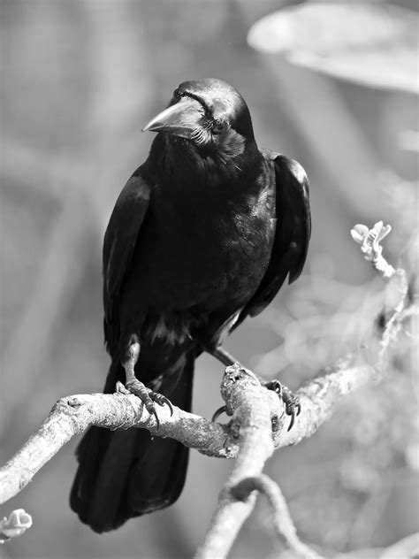 Large-billed Crows are Toughies