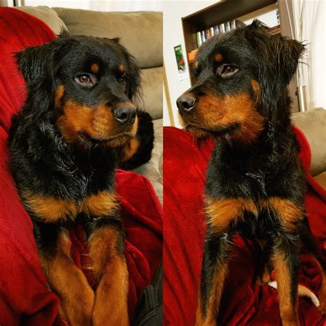 The Enchanting Rottweiler with Long Hair: A Comprehensive Guide ...