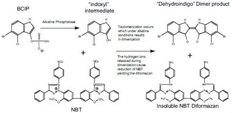 Verfahren zum Nachweis von an Membranen gebundene Proteine und ...