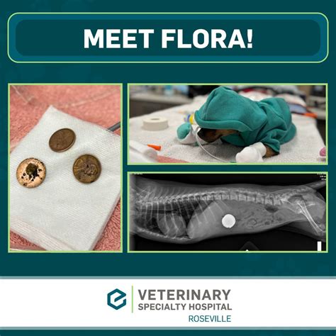 Meet Flora, a tiny but mighty 8-month-old Chihuahua! She came to us ...