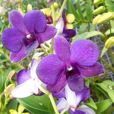 Den. Trudy Brandt x Udom Blue Angel - Gabbar Farms