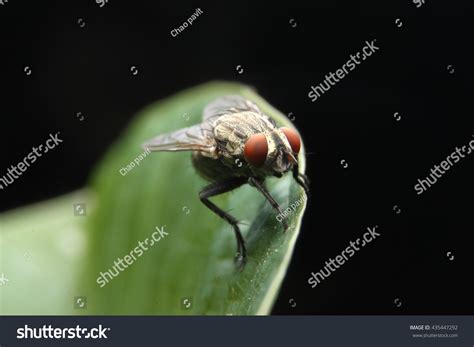 Fly Side View 的图像结果