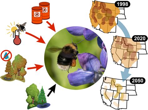 Life Cycle Of A Bumble Bee
