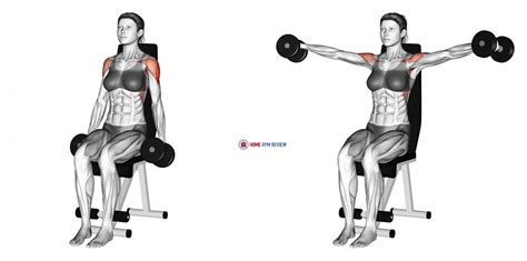 Dumbbell Seated Lateral Raise (female) - Home Gym Review