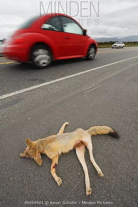 准备安葬路边被车撞的狐狸 没想到奇迹竟发生了 | 宠物天空