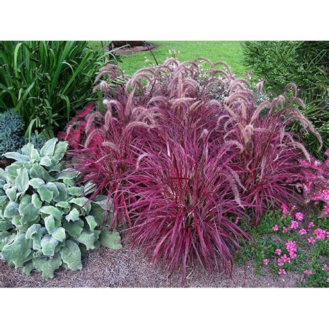 Monrovia Purple Fireworks Fountain Grass P18504 Plant in 3-Quart Pot ...