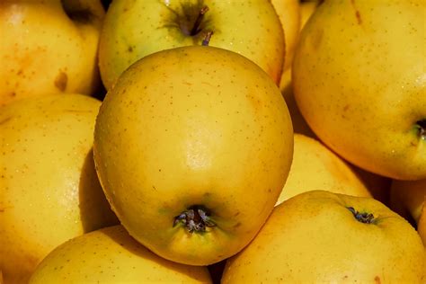Apple, Yellow Delicious (Golden Delicious) - TheTreeFarm.com
