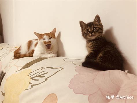 找回想换主人的猫咪 #上海找猫团队#猫丢了怎么找#寻猫启事 - 知乎